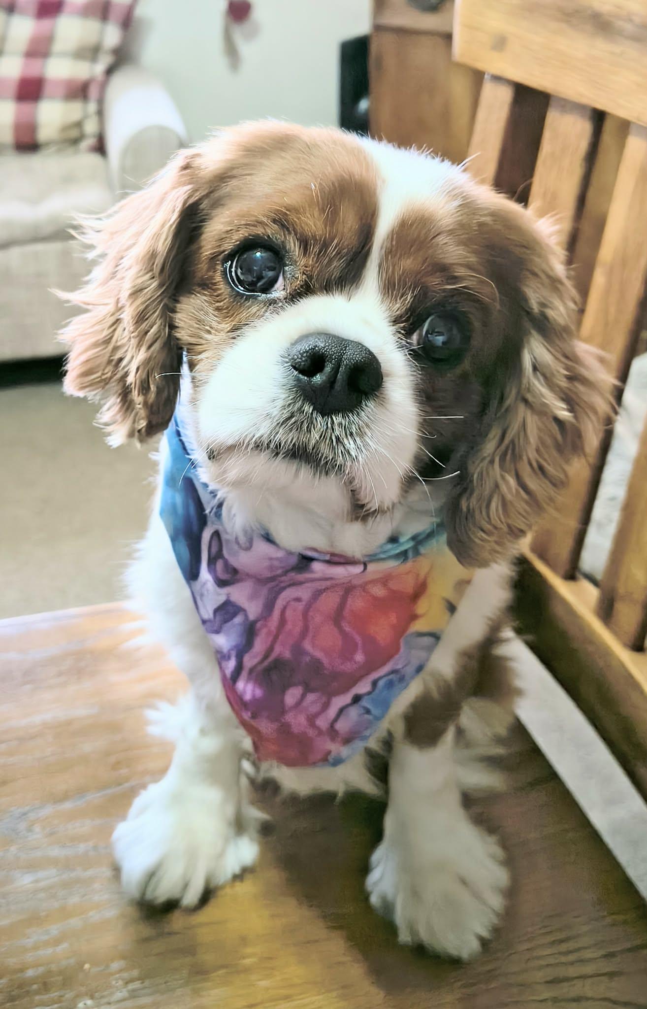 Enlarge Riley (Please read description), a Adoptable Cavalier King Charles Spaniel in De Pere, WI image 5/6