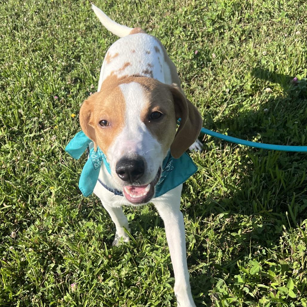 Kombucha, Adoptable, Young Male Mixed Breed.