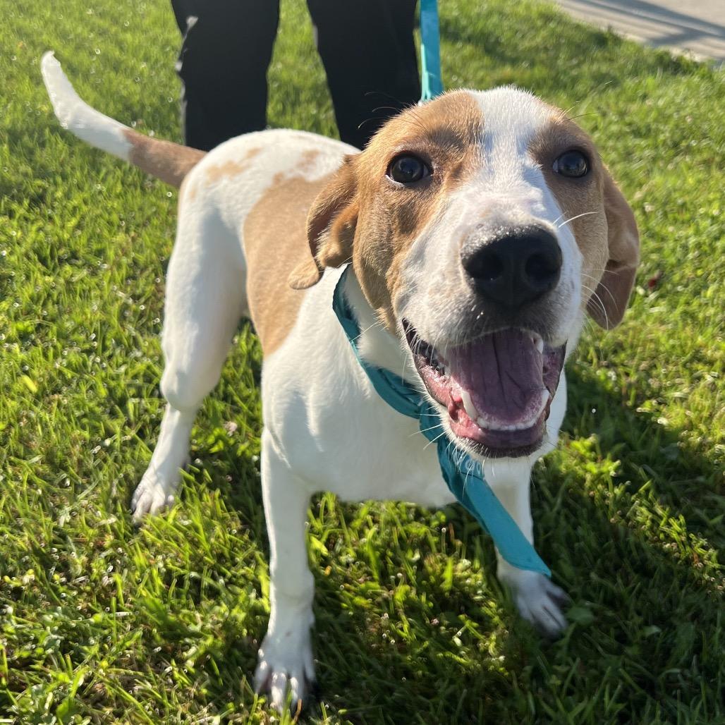 Kombucha, a Adoptable Mixed Breed in Canal Winchester, OH image 2/5