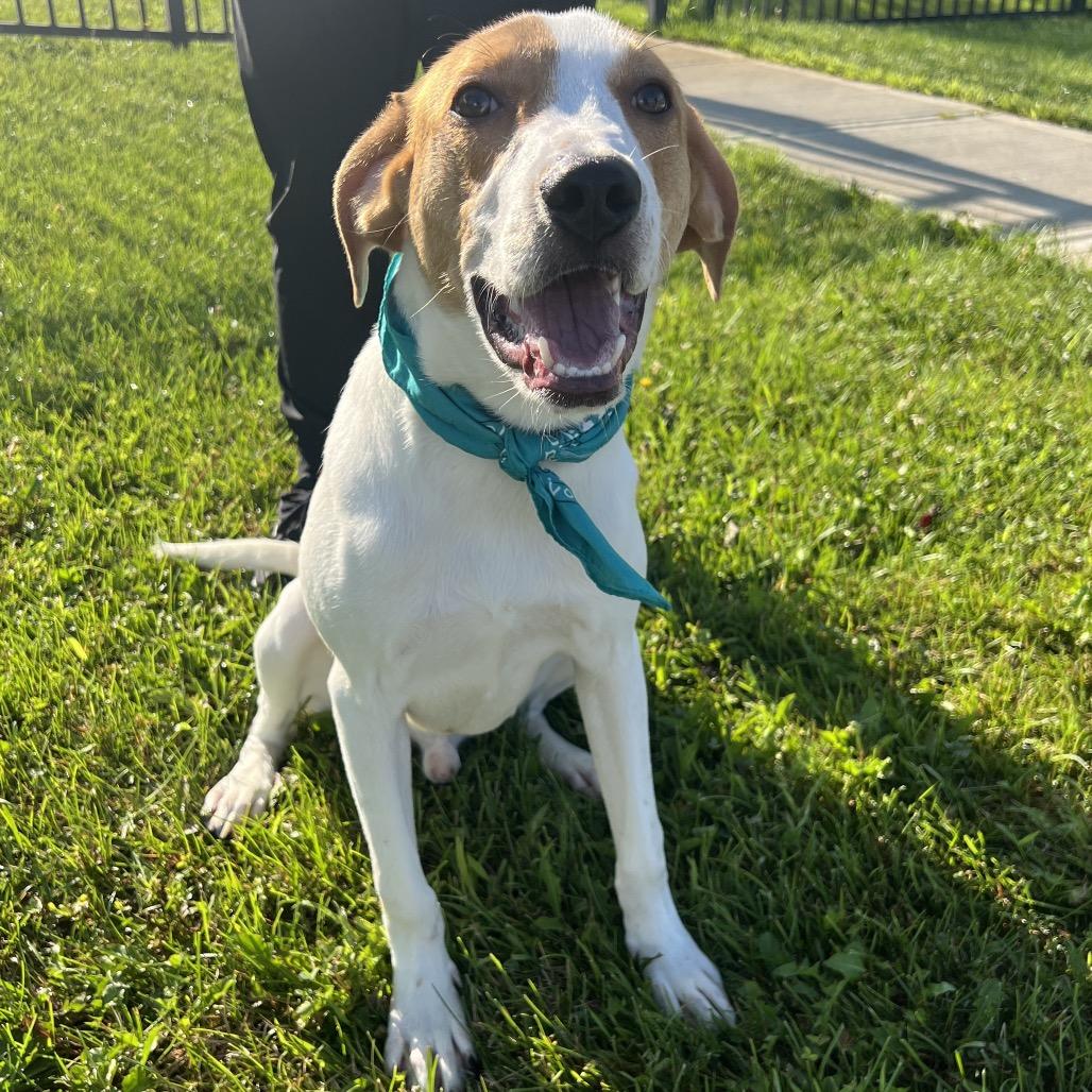 Kombucha, a Adoptable Mixed Breed in Canal Winchester, OH image 3/5