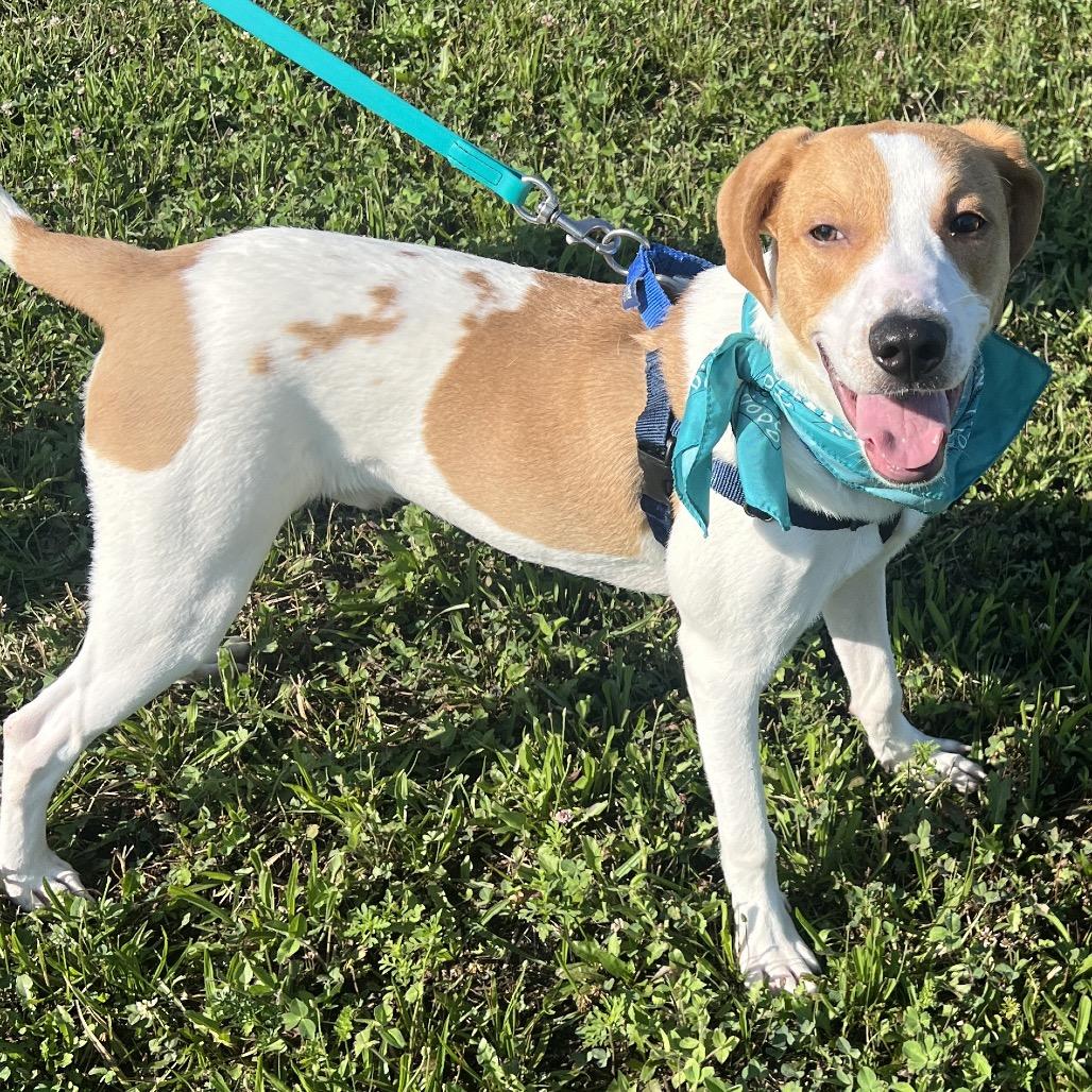 Kombucha, a Adoptable Mixed Breed in Canal Winchester, OH image 4/5