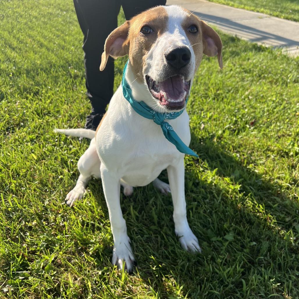 Kombucha, a Adoptable Mixed Breed in Canal Winchester, OH image 5/5