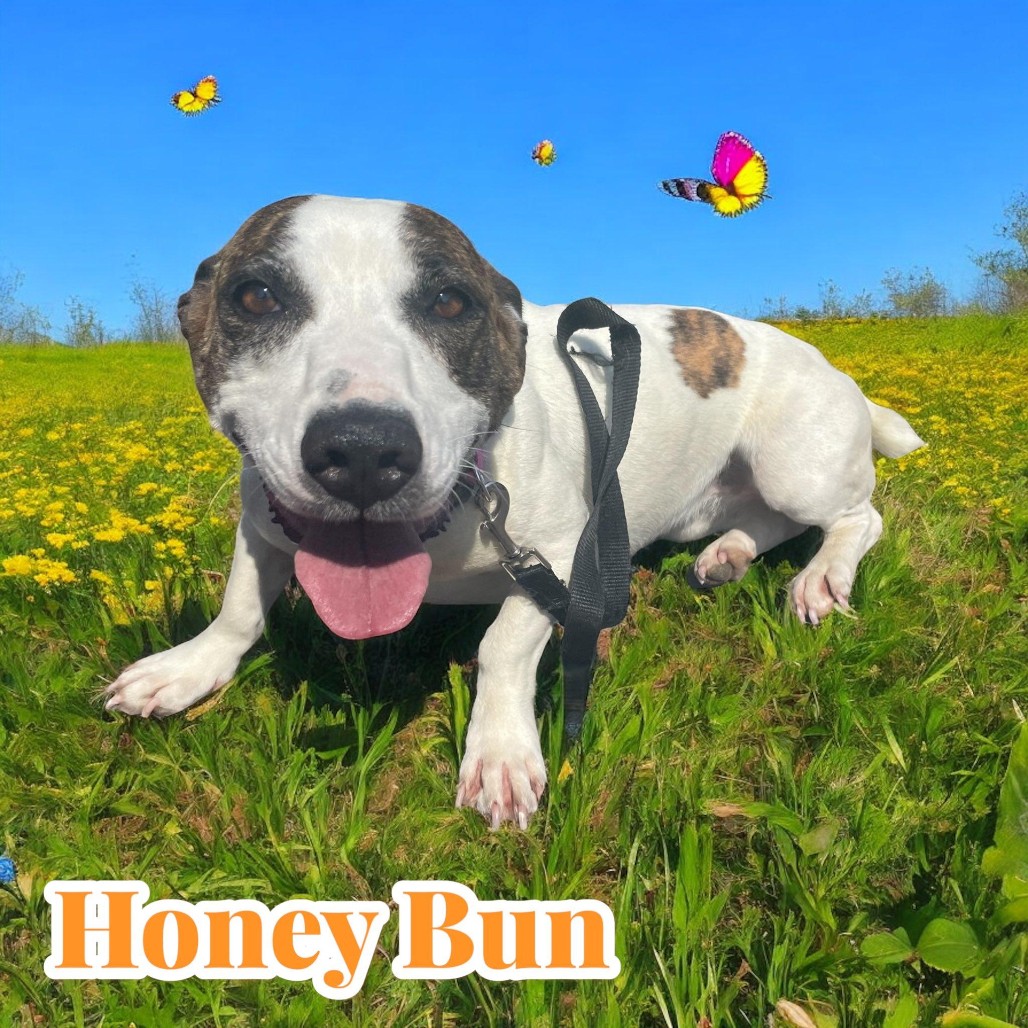 Honey Bun photo 3