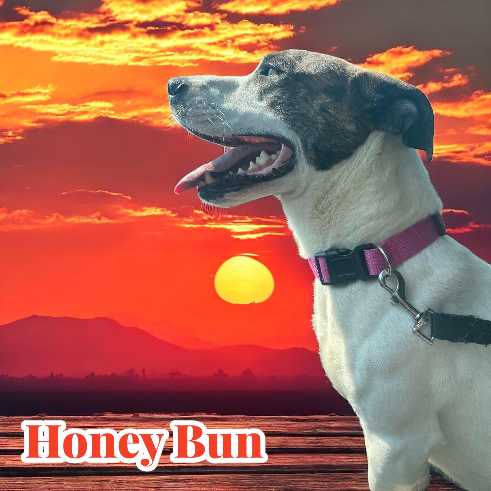 Honey Bun photo 6
