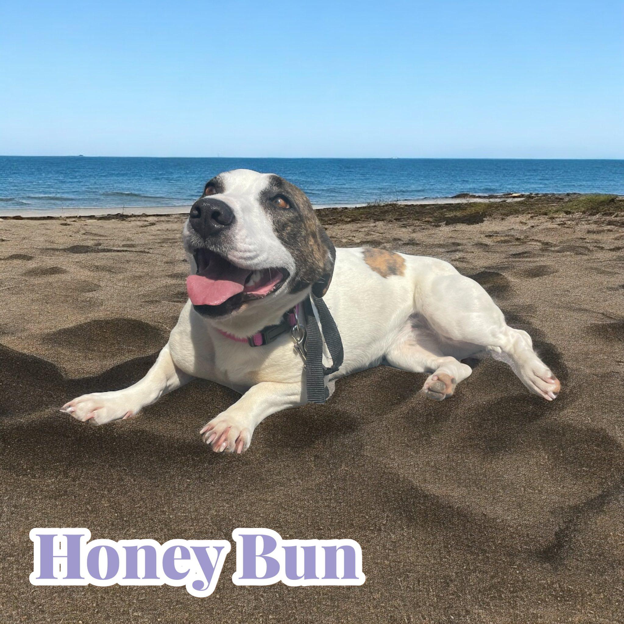 Honey Bun photo 5