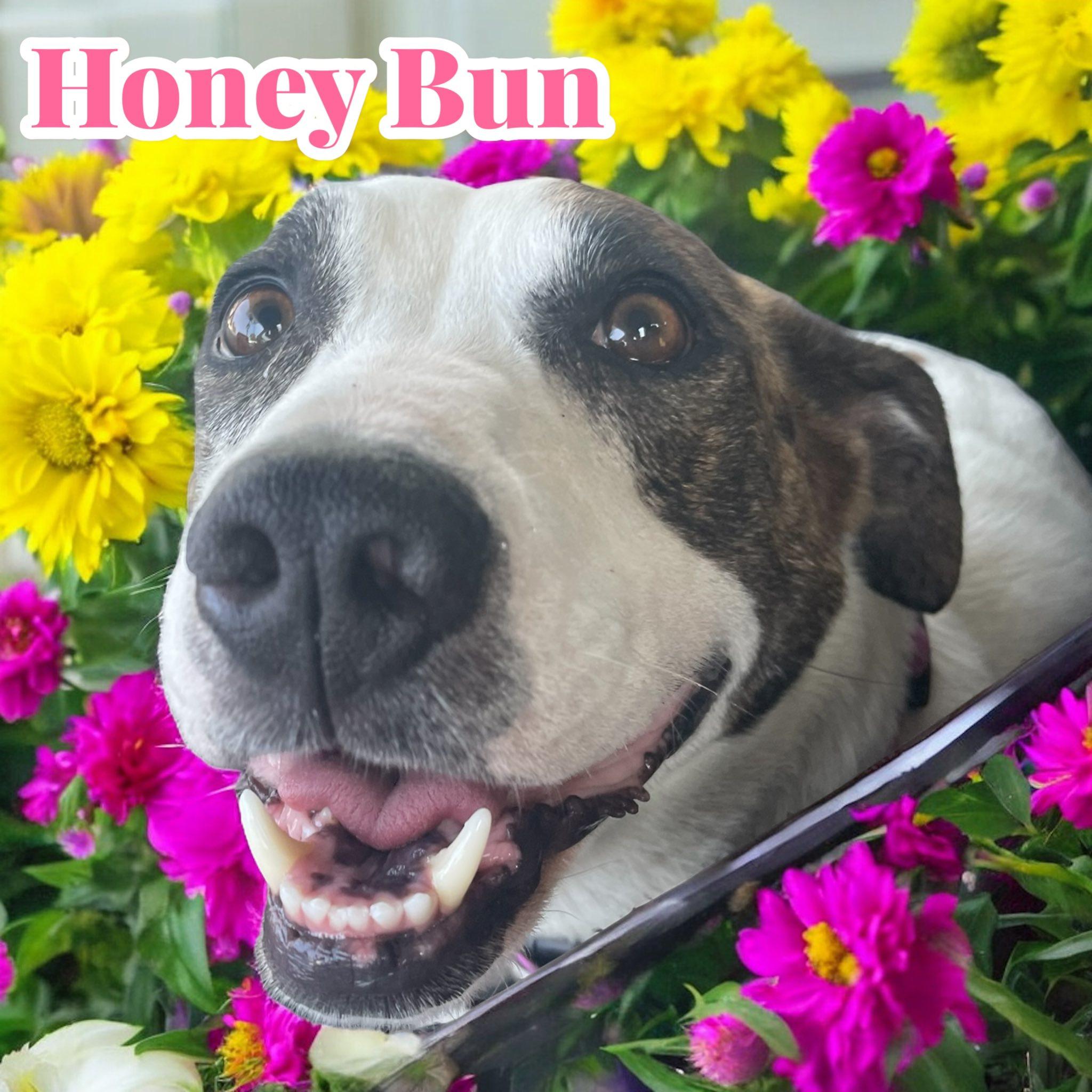 Honey Bun photo 4