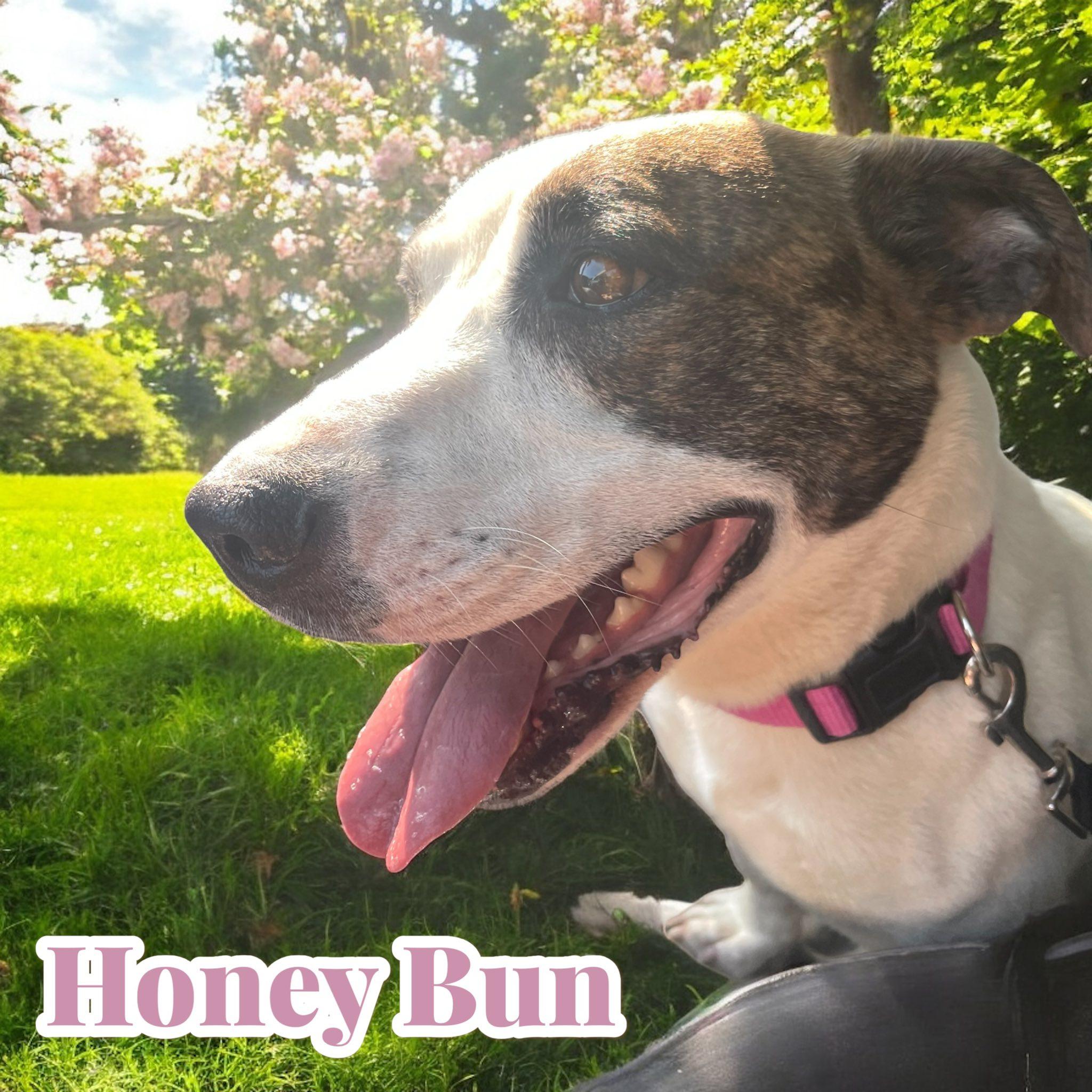 Honey Bun photo 2