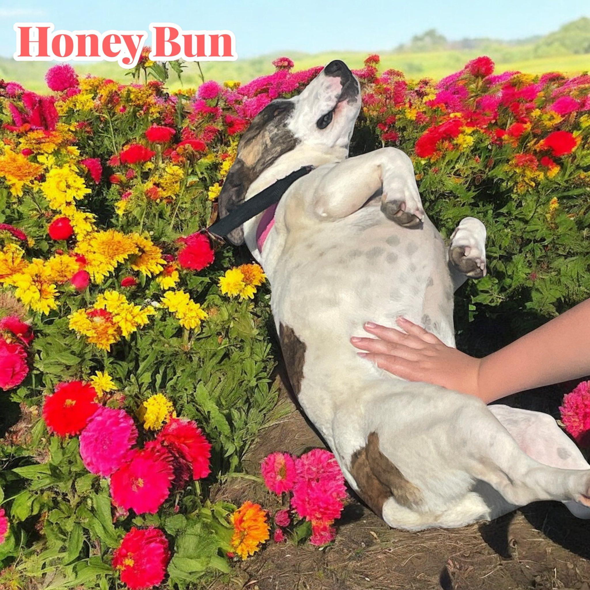 Honey Bun, Adult Female Basset Hound