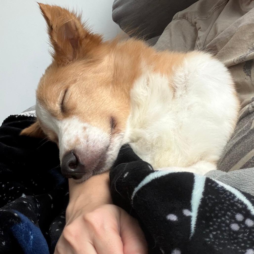 Enlarge Guava, a Adoptable Australian Shepherd in Brooklyn, NY image 1/6