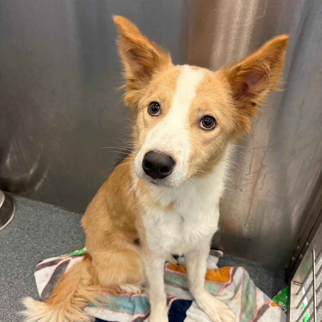 Enlarge Guava, a Adoptable Australian Shepherd in Brooklyn, NY image 2/6