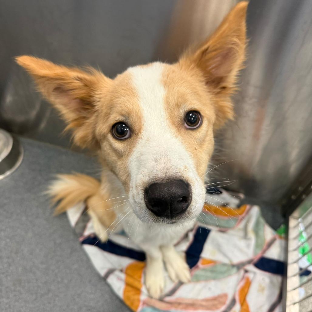 Enlarge Guava, a Adoptable Australian Shepherd in Brooklyn, NY image 3/6