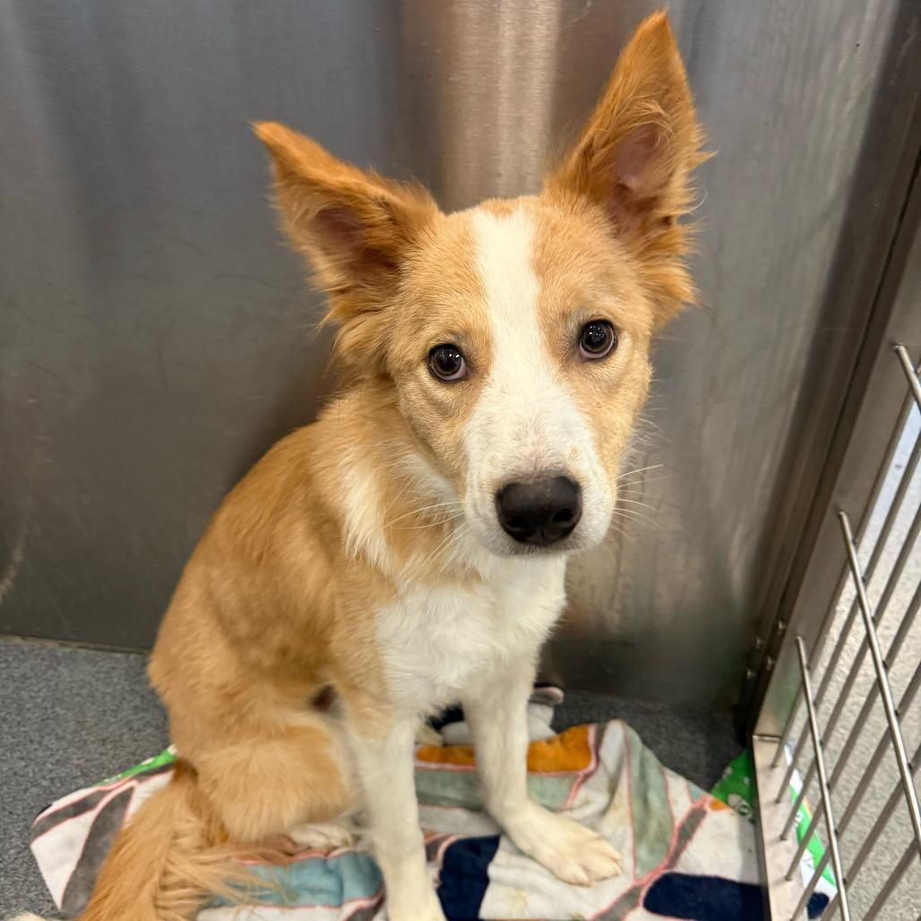 Enlarge Guava, a Adoptable Australian Shepherd in Brooklyn, NY image 4/6
