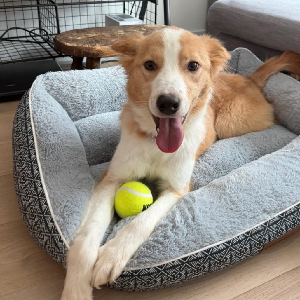 Enlarge Guava, a Adoptable Australian Shepherd in Brooklyn, NY image 5/6