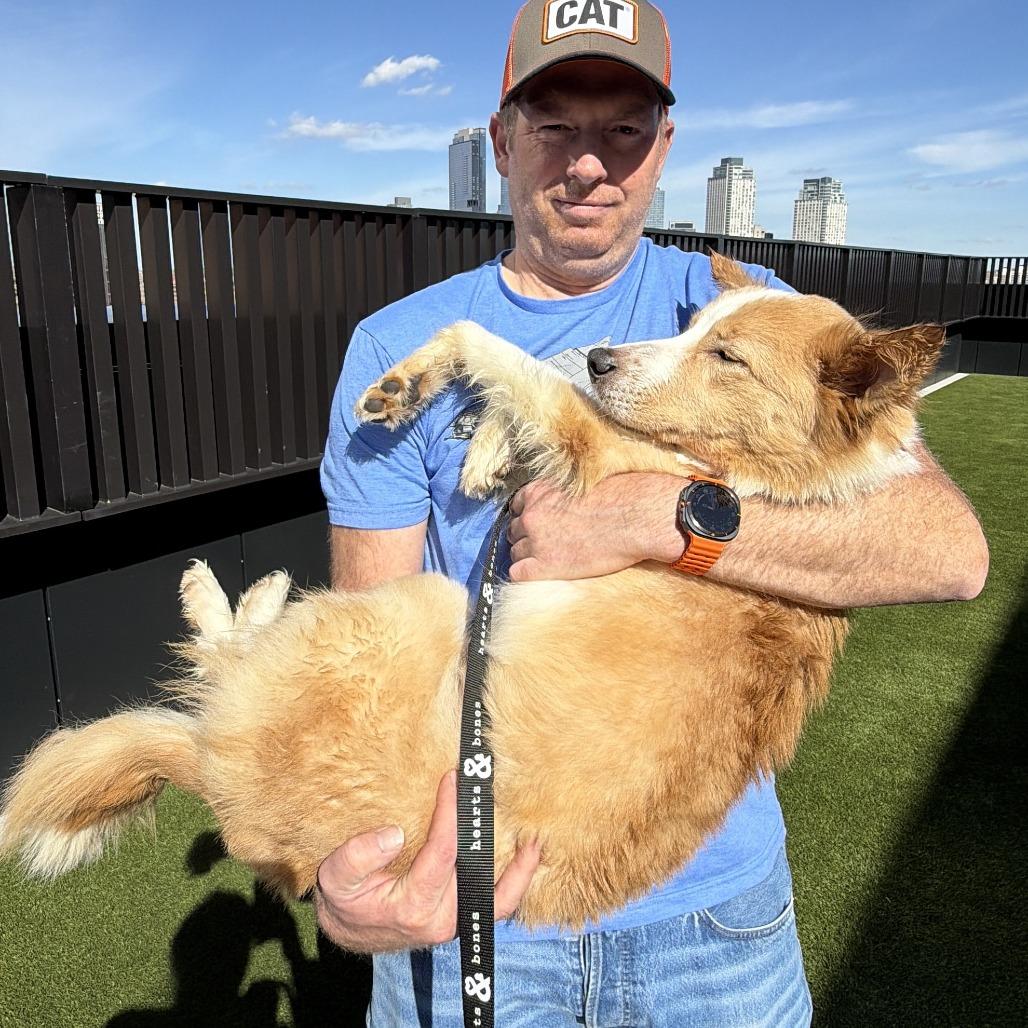 Enlarge Guava, a Adoptable Australian Shepherd in Brooklyn, NY image 6/6