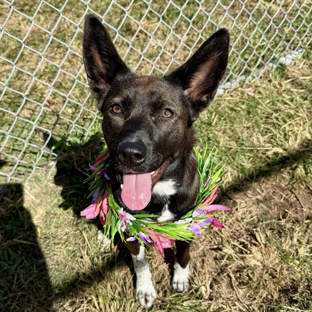 Aura, a Adoptable Cattle Dog in Pittsburgh, PA image 1/6