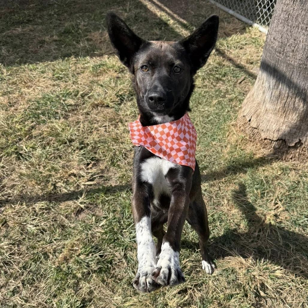 Aura, a Adoptable Cattle Dog in Pittsburgh, PA image 2/6