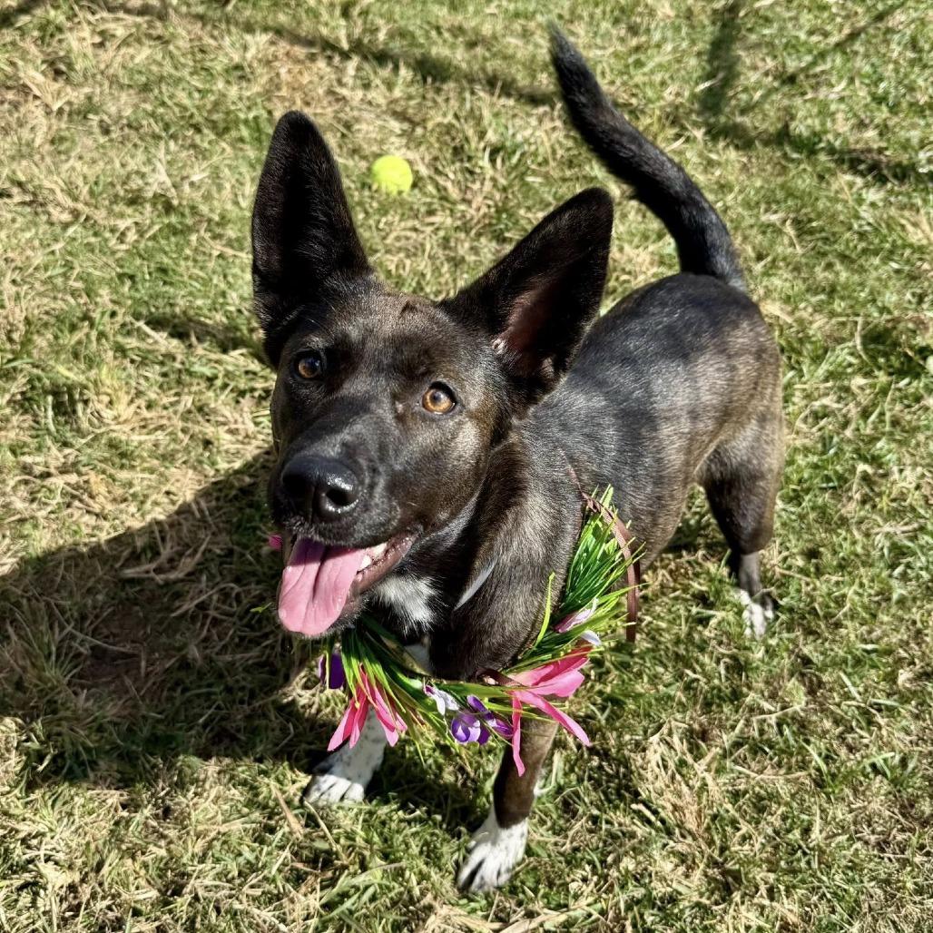 Aura, a Adoptable Cattle Dog in Pittsburgh, PA image 3/6