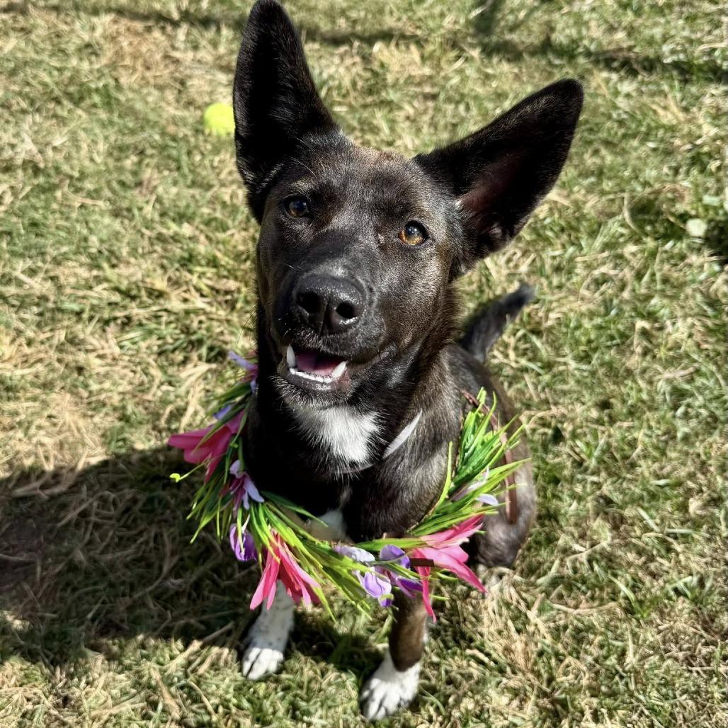Aura, a Adoptable Cattle Dog in Pittsburgh, PA image 4/6
