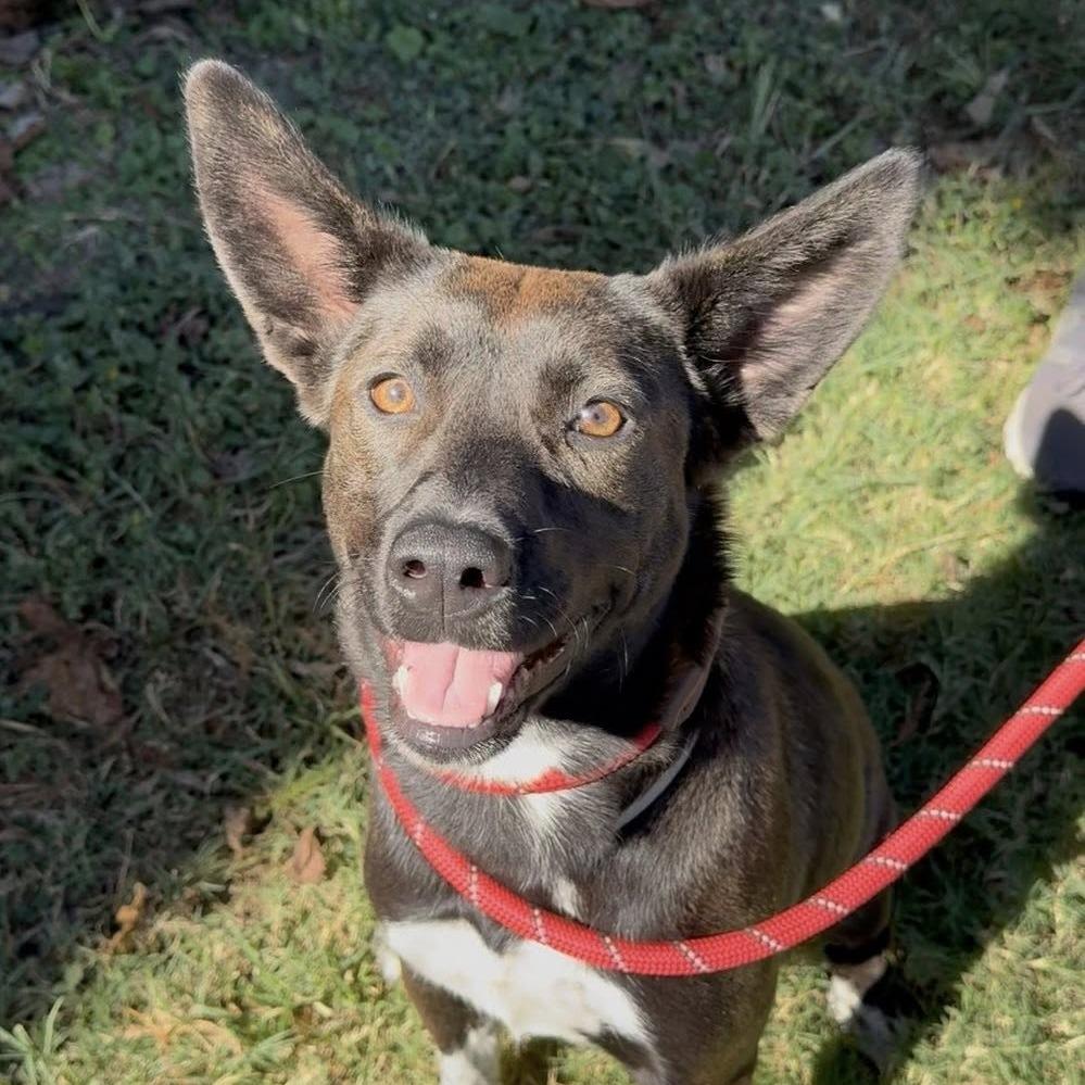 Aura, a Adoptable Cattle Dog in Pittsburgh, PA image 6/6