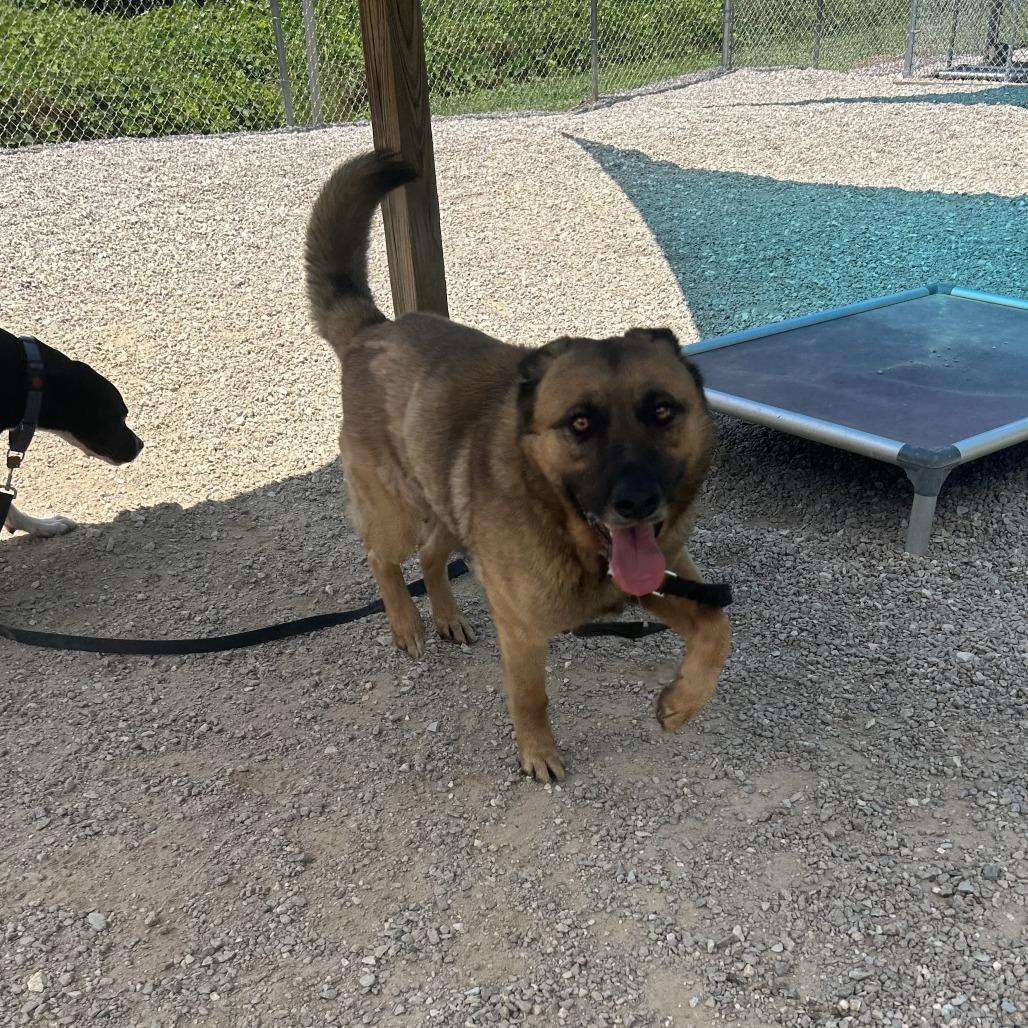 Enlarge Hayes, a Adoptable Mixed Breed in Auburn, AL image 1/6