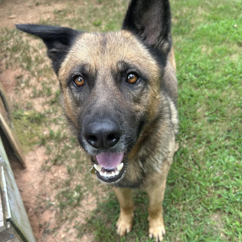Enlarge Hayes, a Adoptable Mixed Breed in Auburn, AL image 2/6