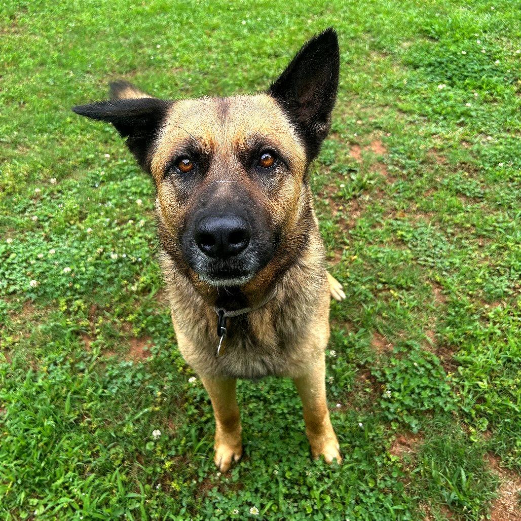 Enlarge Hayes, a Adoptable Mixed Breed in Auburn, AL image 3/6
