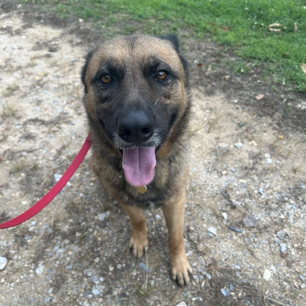Enlarge Hayes, a Adoptable Mixed Breed in Auburn, AL image 4/6