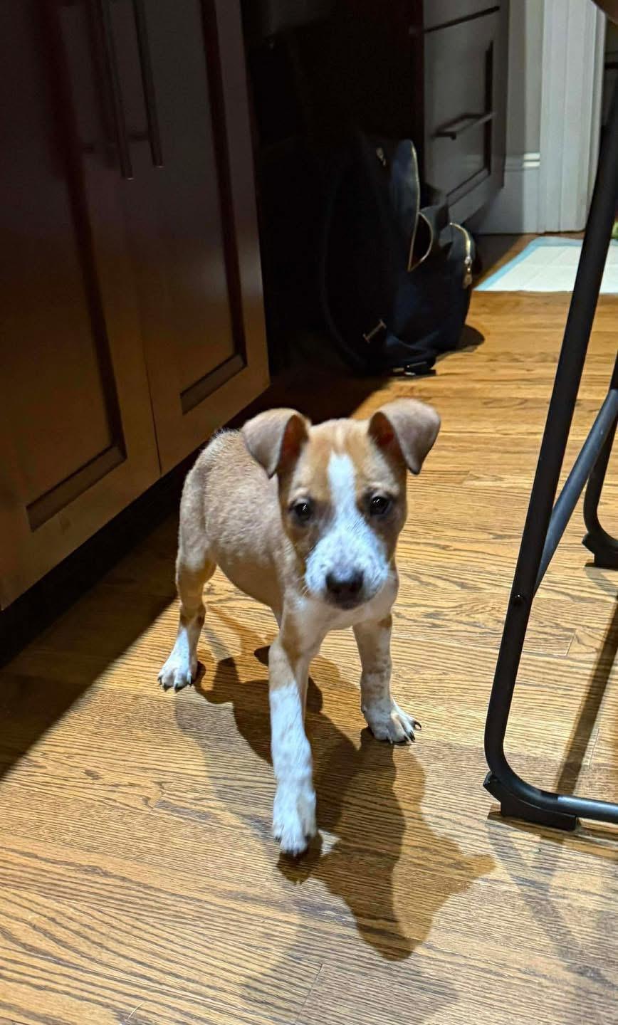 Enlarge Kai, a ADOPTABLE Mixed Breed in Yaphank, NY image 1/4