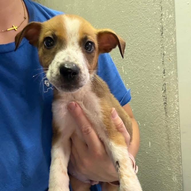 Enlarge Kai, a ADOPTABLE Mixed Breed in Yaphank, NY image 2/4