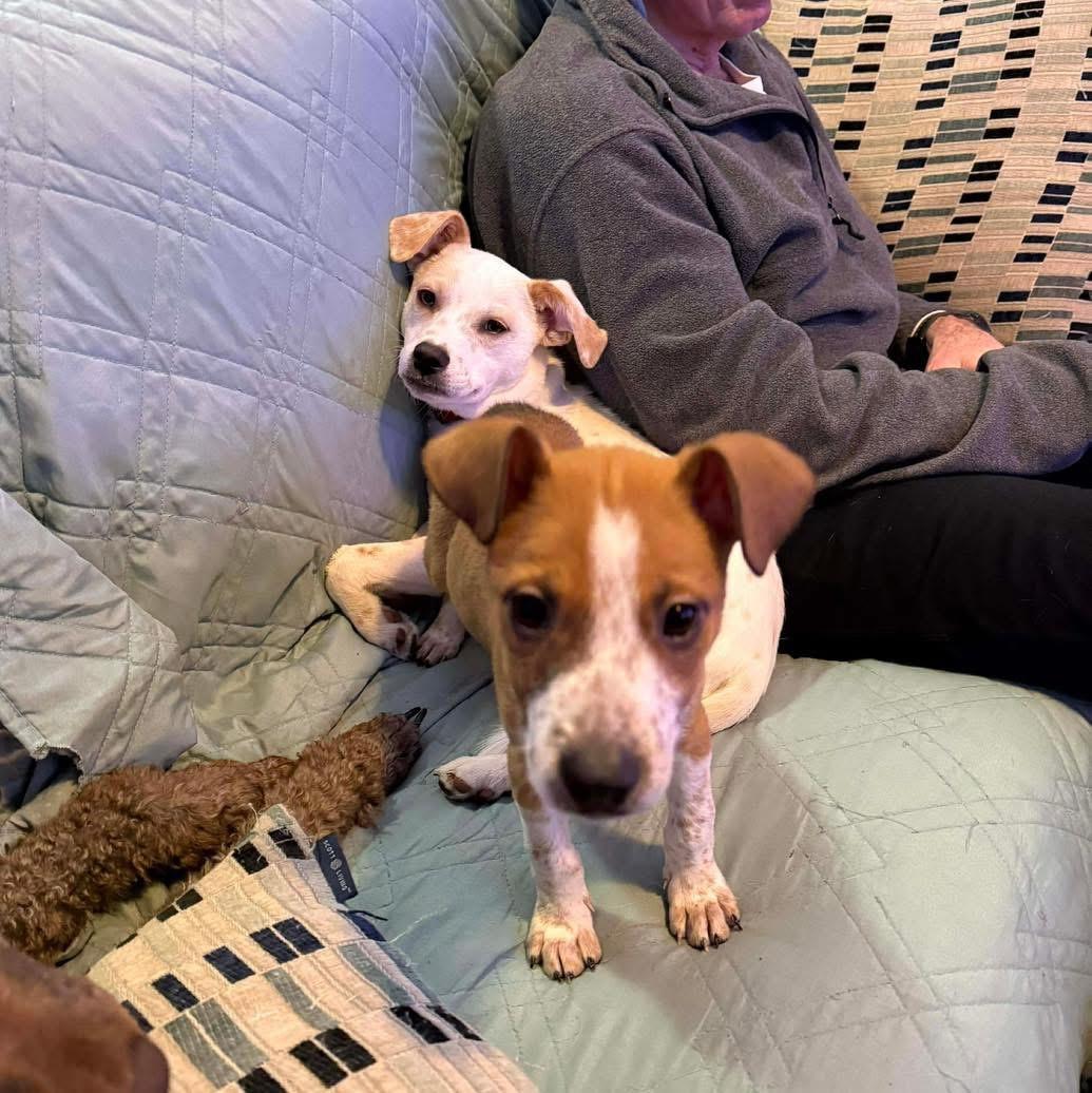 Enlarge Kai, a ADOPTABLE Mixed Breed in Yaphank, NY image 3/4