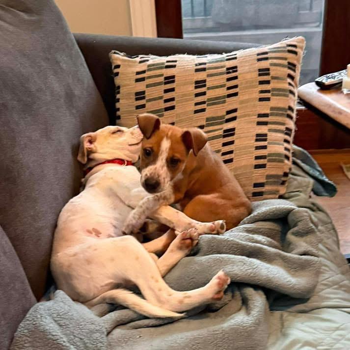 Enlarge Kai, a ADOPTABLE Mixed Breed in Yaphank, NY image 4/4