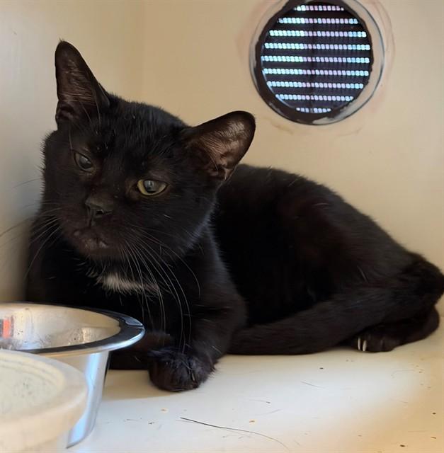 MOE, Adoptable, Adult Male Domestic Short Hair.