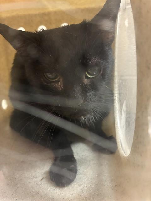 Enlarge MOE, a Adoptable Domestic Short Hair in Louisville, KY image 1/1