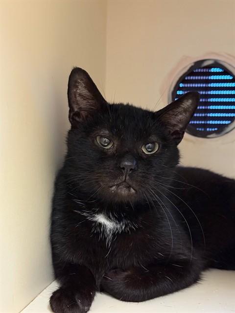 MOE, Adoptable, Adult Male Domestic Short Hair.