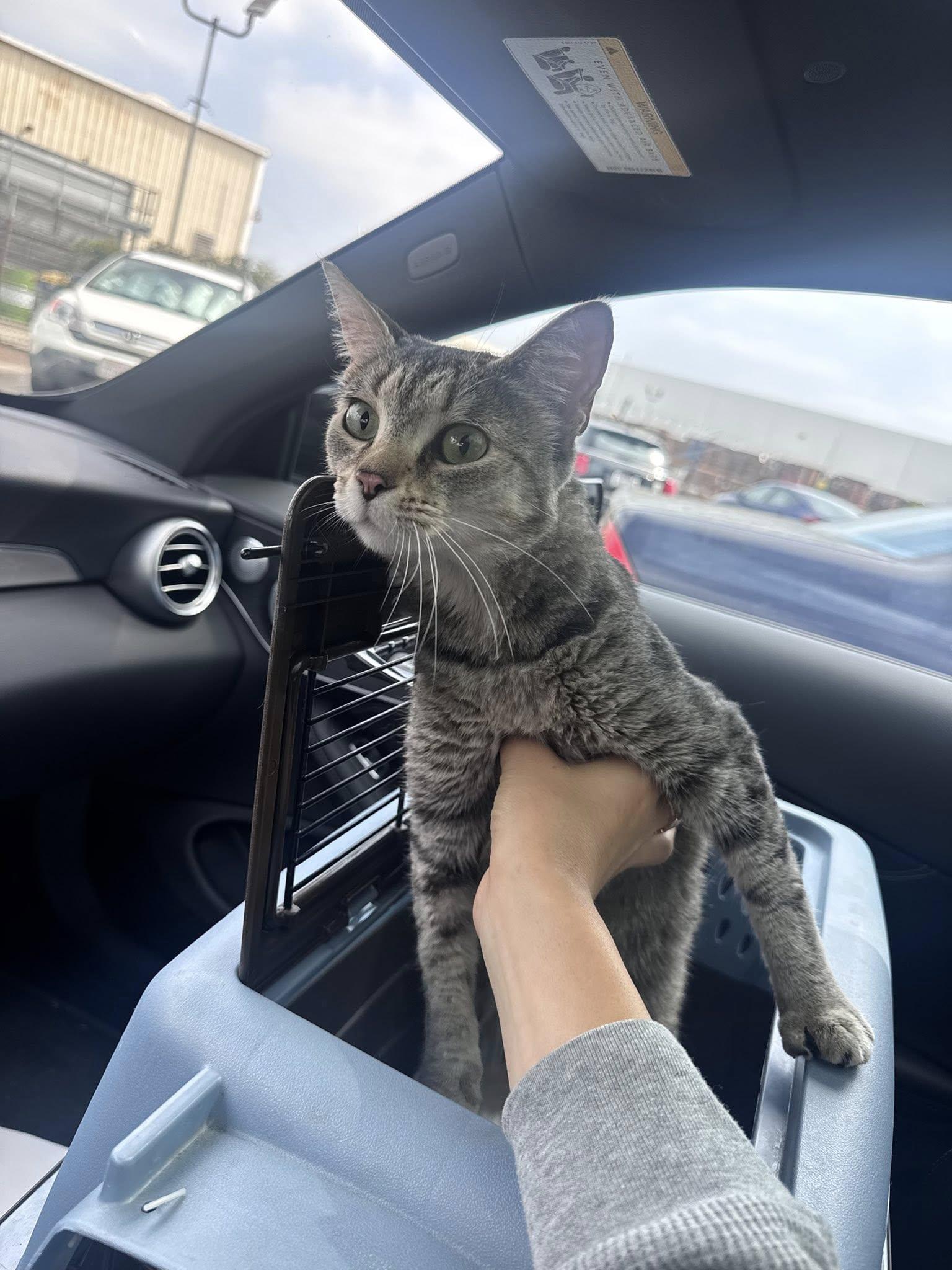 Sally, a Adoptable mixed breed in Beverly Hills, CA image 4/4