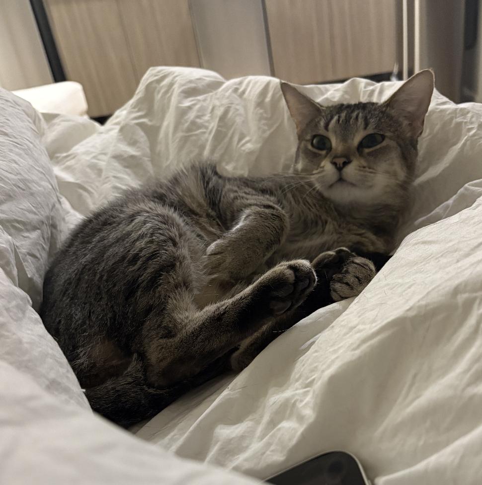 Sally, a Adoptable mixed breed in Beverly Hills, CA image 3/4