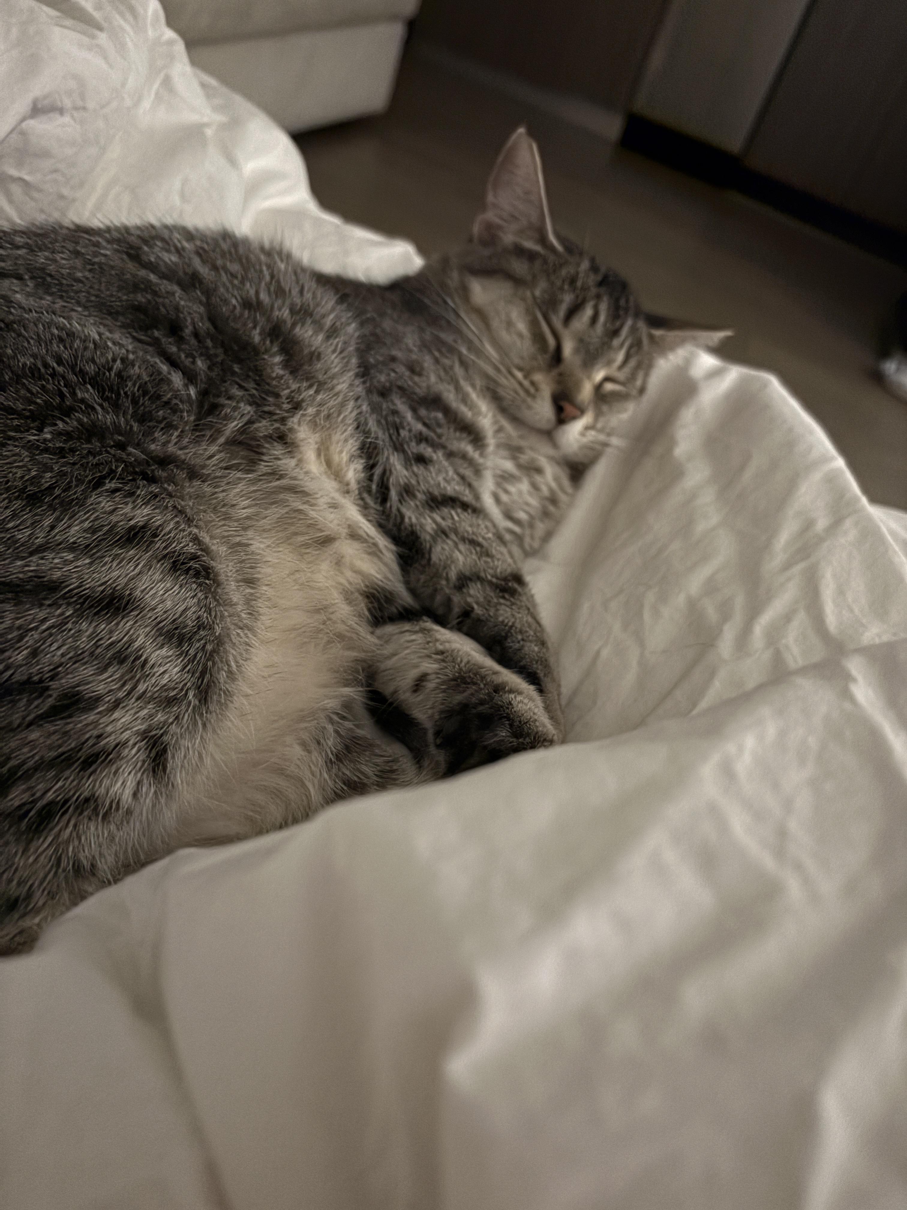 Sally, a Adoptable mixed breed in Beverly Hills, CA image 2/4