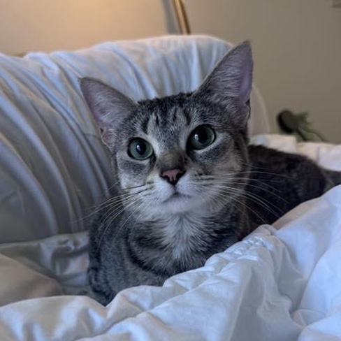 Sally, Adoptable, Adult Female Tabby & Bengal.