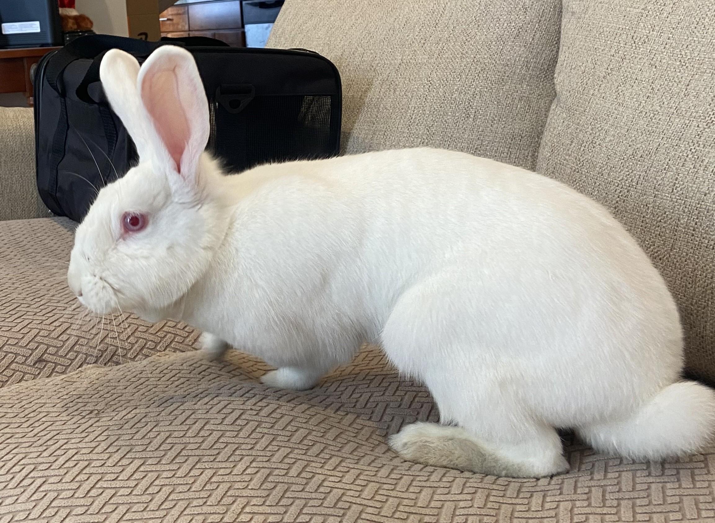 Enlarge ESPEON, a ADOPTABLE New Zealand in Forest Hills, NY image 3/5