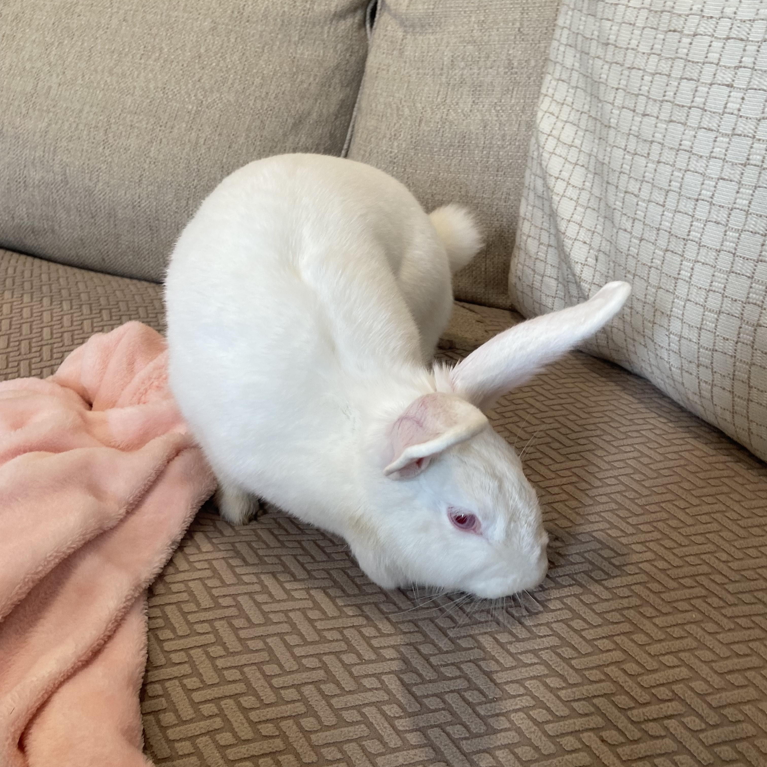 Enlarge ESPEON, a ADOPTABLE New Zealand in Forest Hills, NY image 4/5