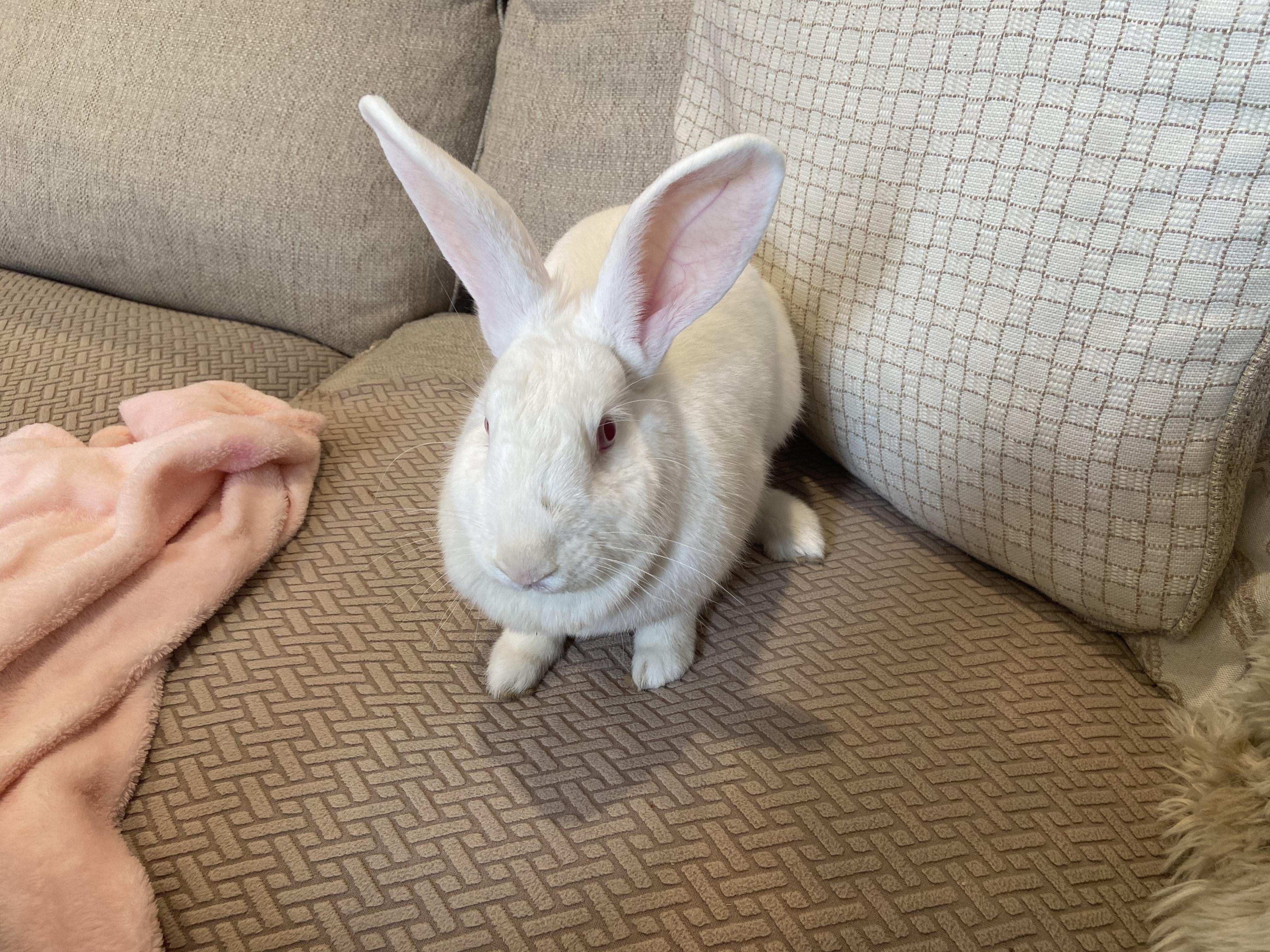 Enlarge ESPEON, a ADOPTABLE New Zealand in Forest Hills, NY image 2/5