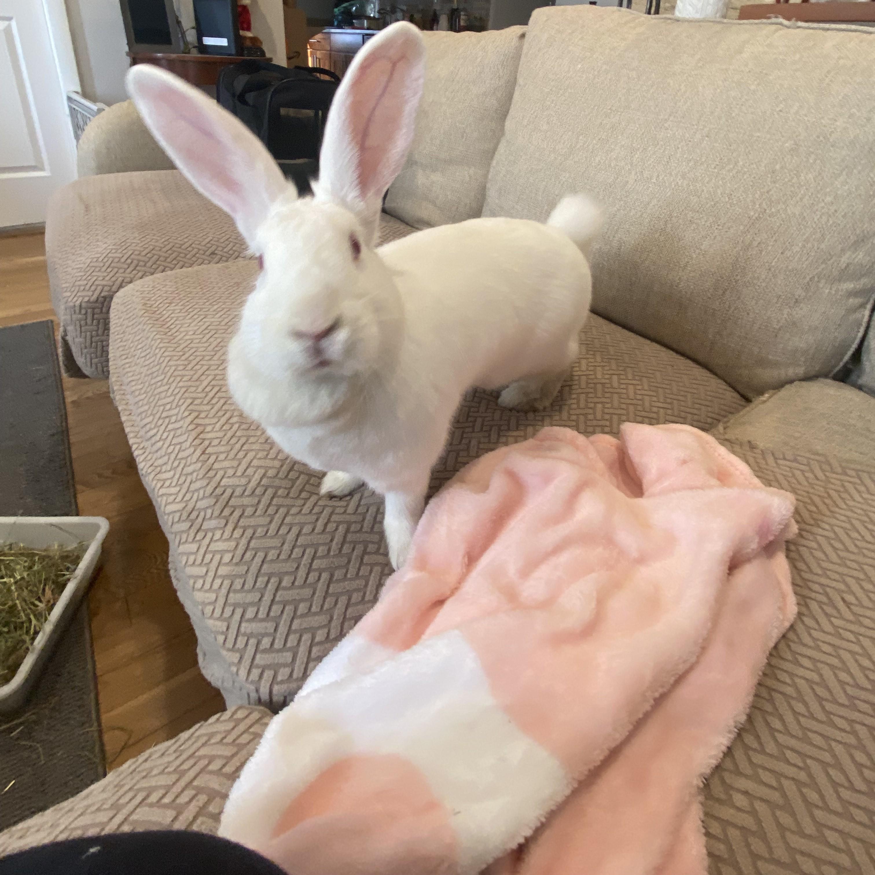 Enlarge ESPEON, a ADOPTABLE New Zealand in Forest Hills, NY image 5/5