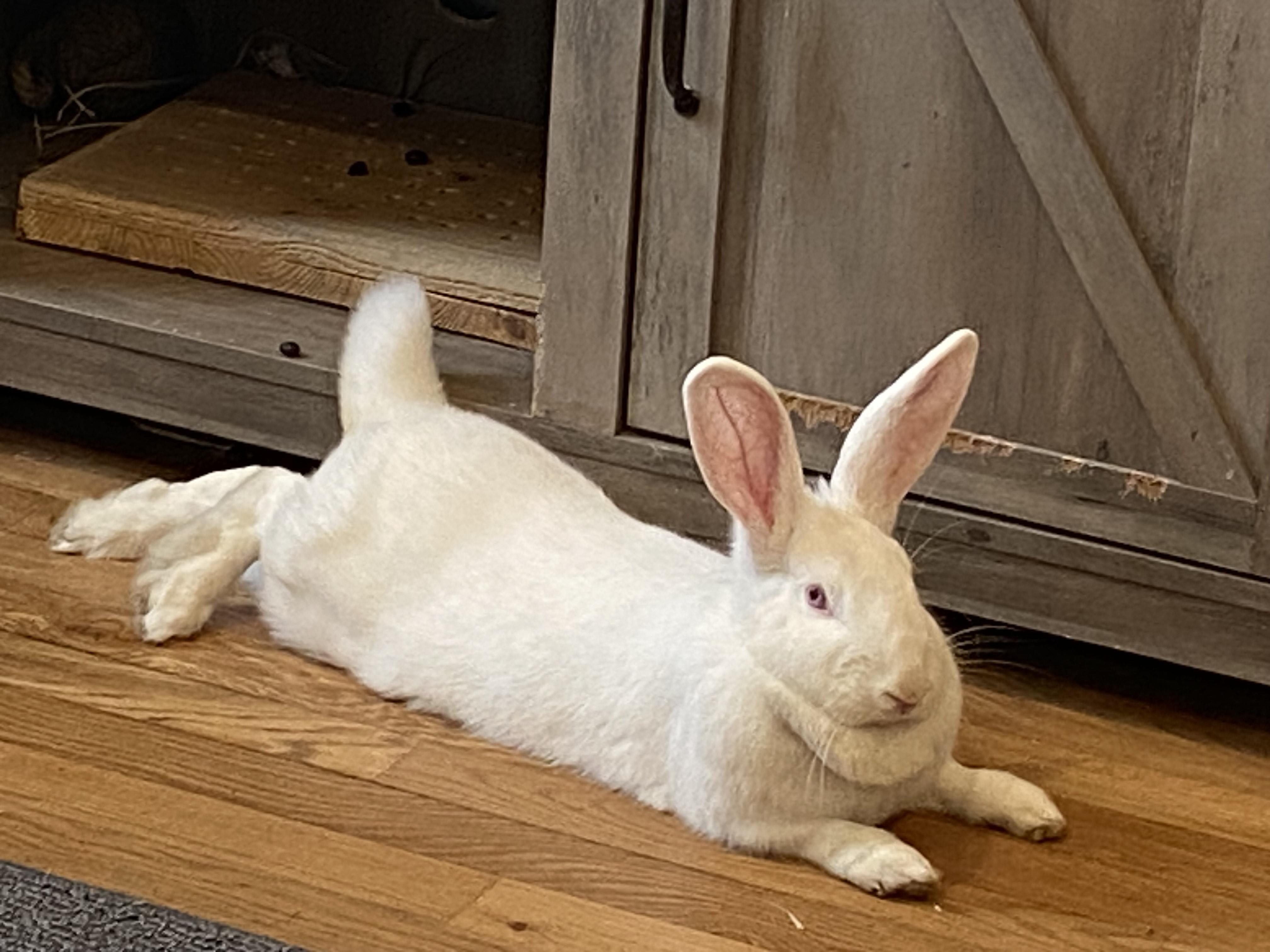 Enlarge ESPEON, a ADOPTABLE New Zealand in Forest Hills, NY image 1/5