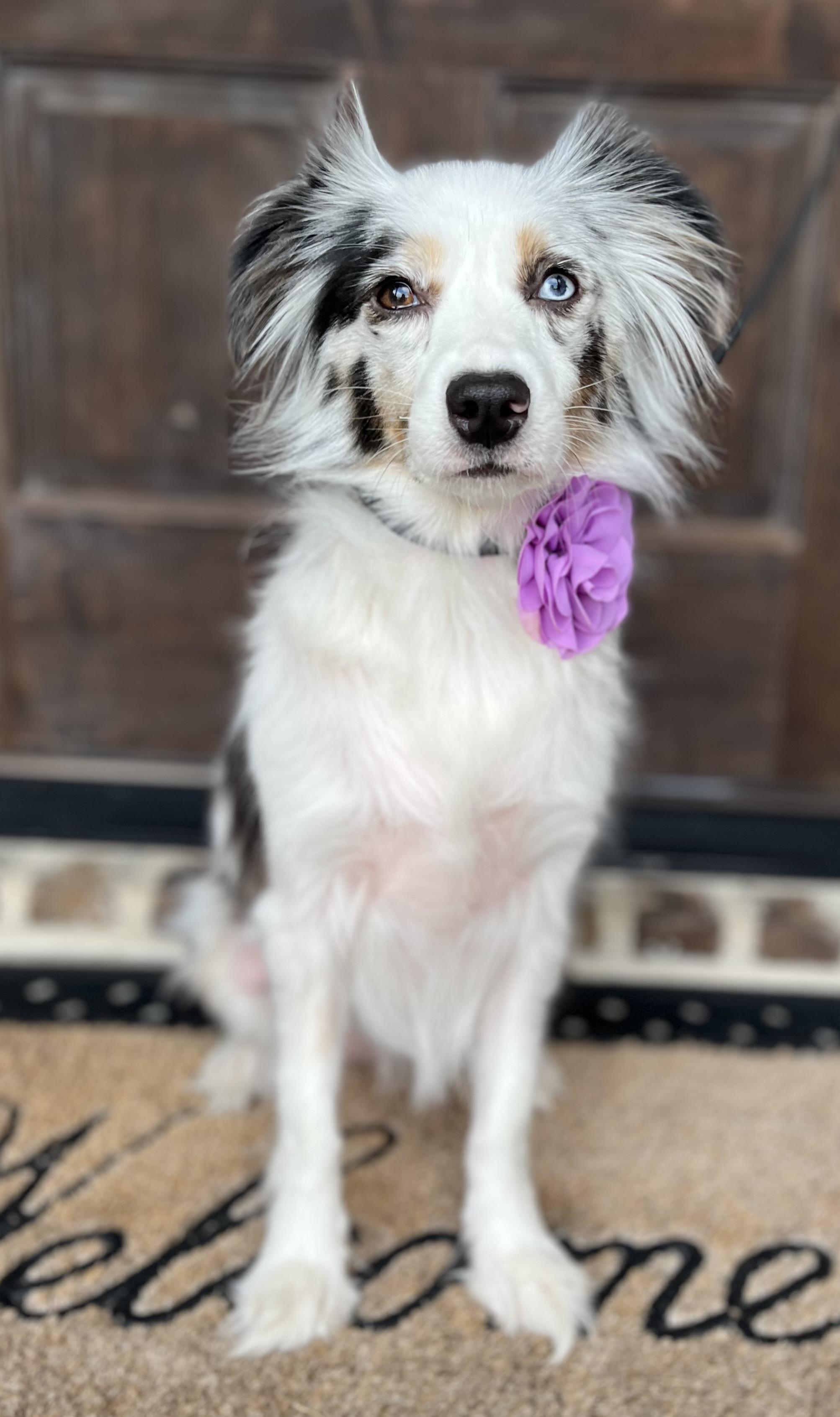 Enlarge Lyla, a Adopted mixed breed in Mendham, NJ image 2/6