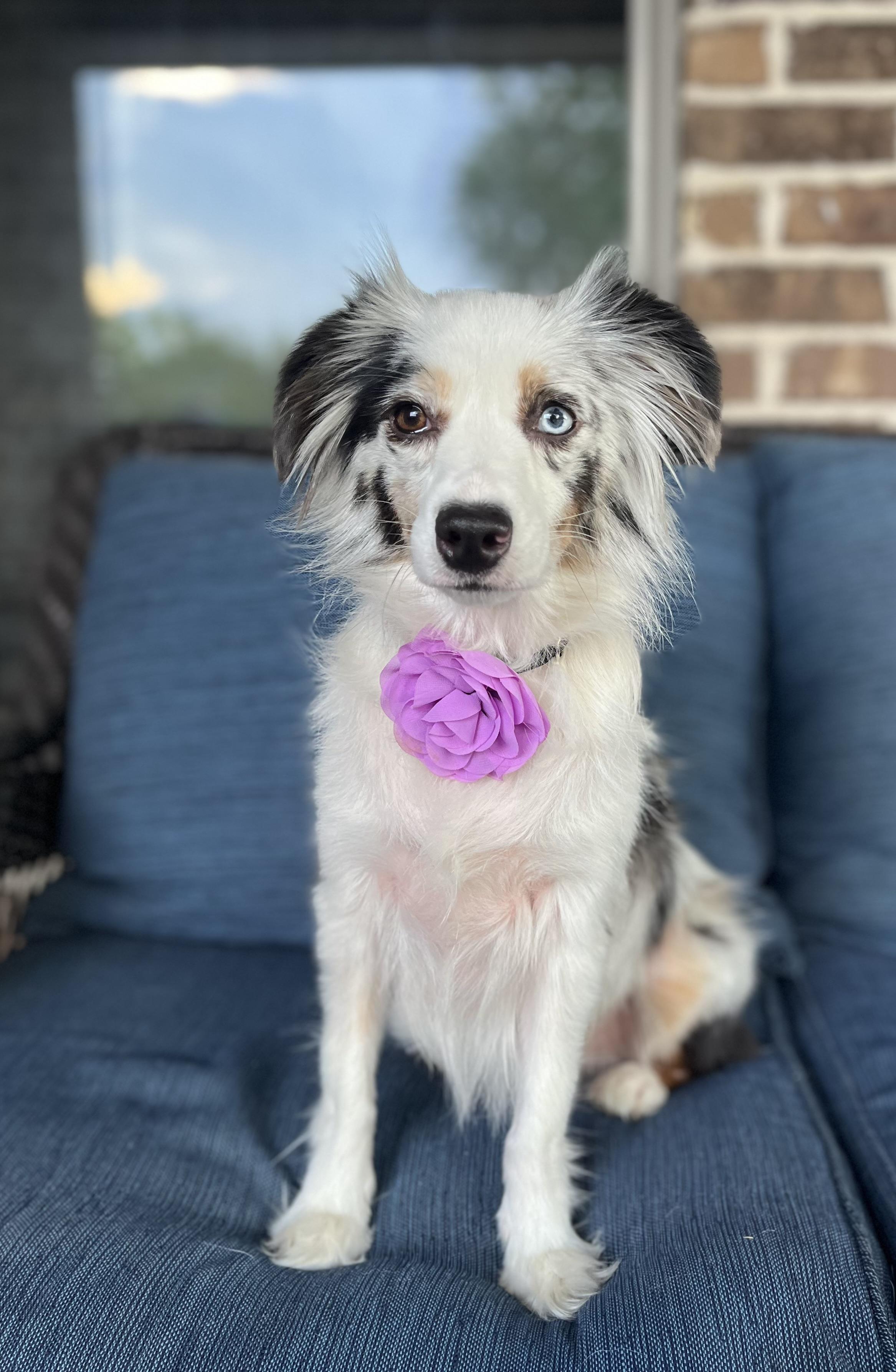 Enlarge Lyla, a Adopted mixed breed in Mendham, NJ image 5/6