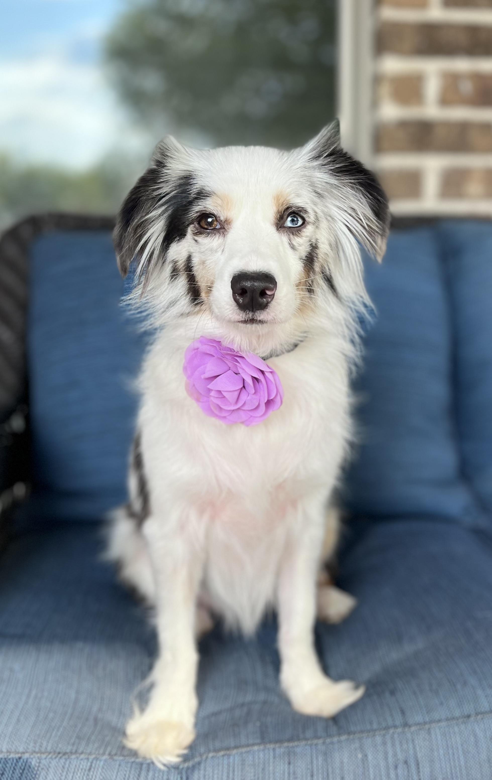 Lyla, Adopted, Adult Female Australian Shepherd.