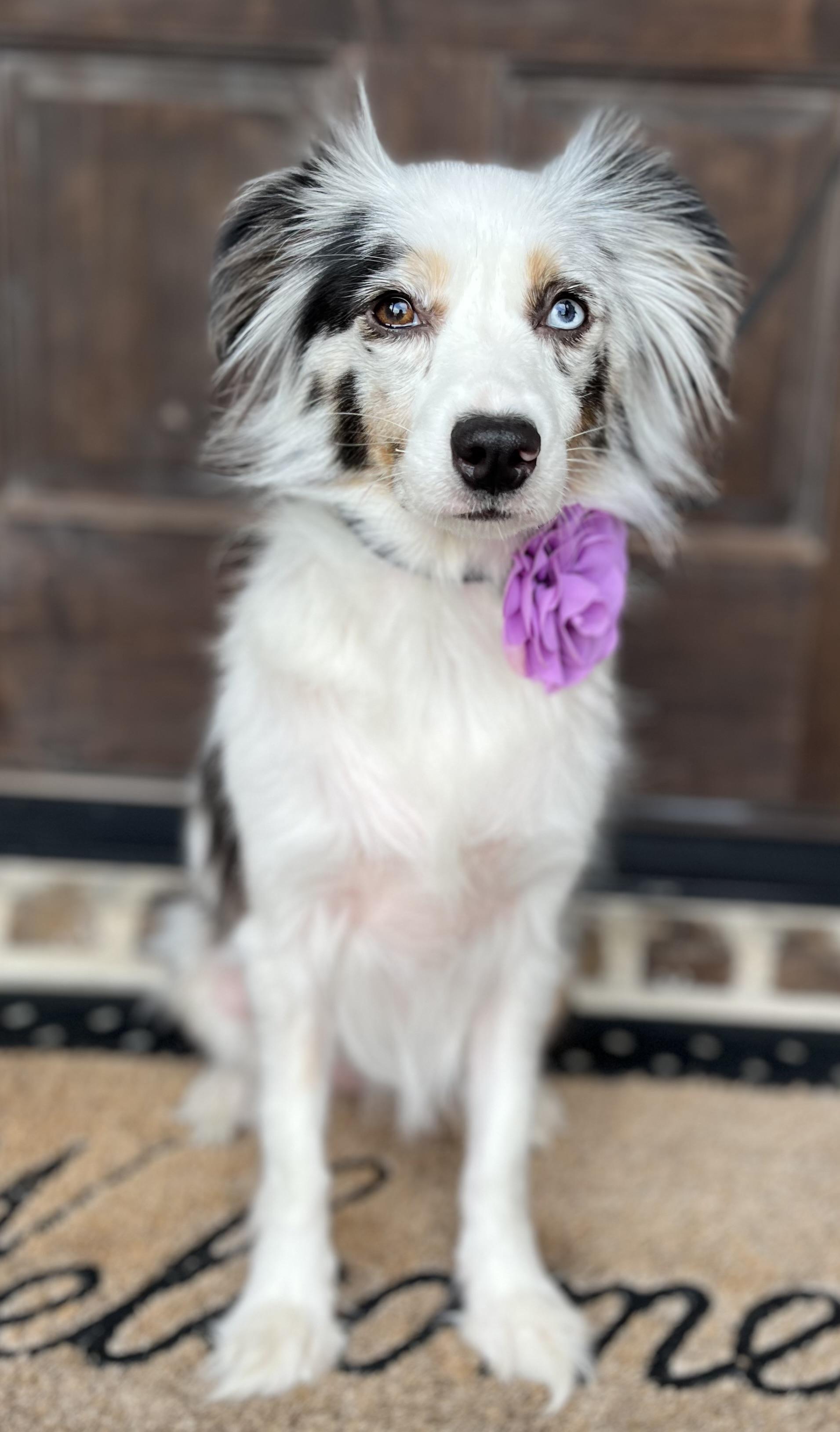 Enlarge Lyla, a Adopted mixed breed in Mendham, NJ image 4/6