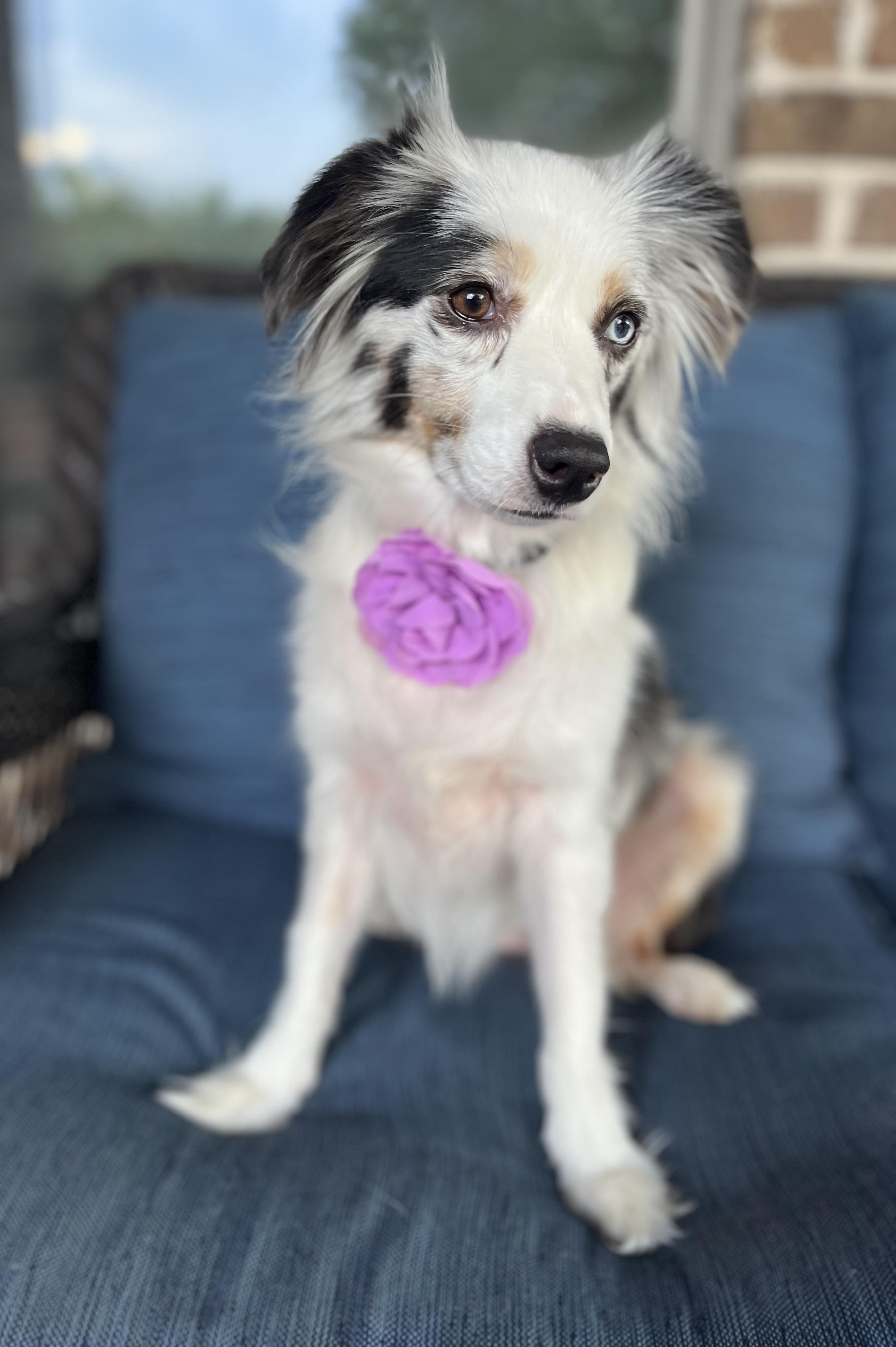 Enlarge Lyla, a Adopted mixed breed in Mendham, NJ image 3/6