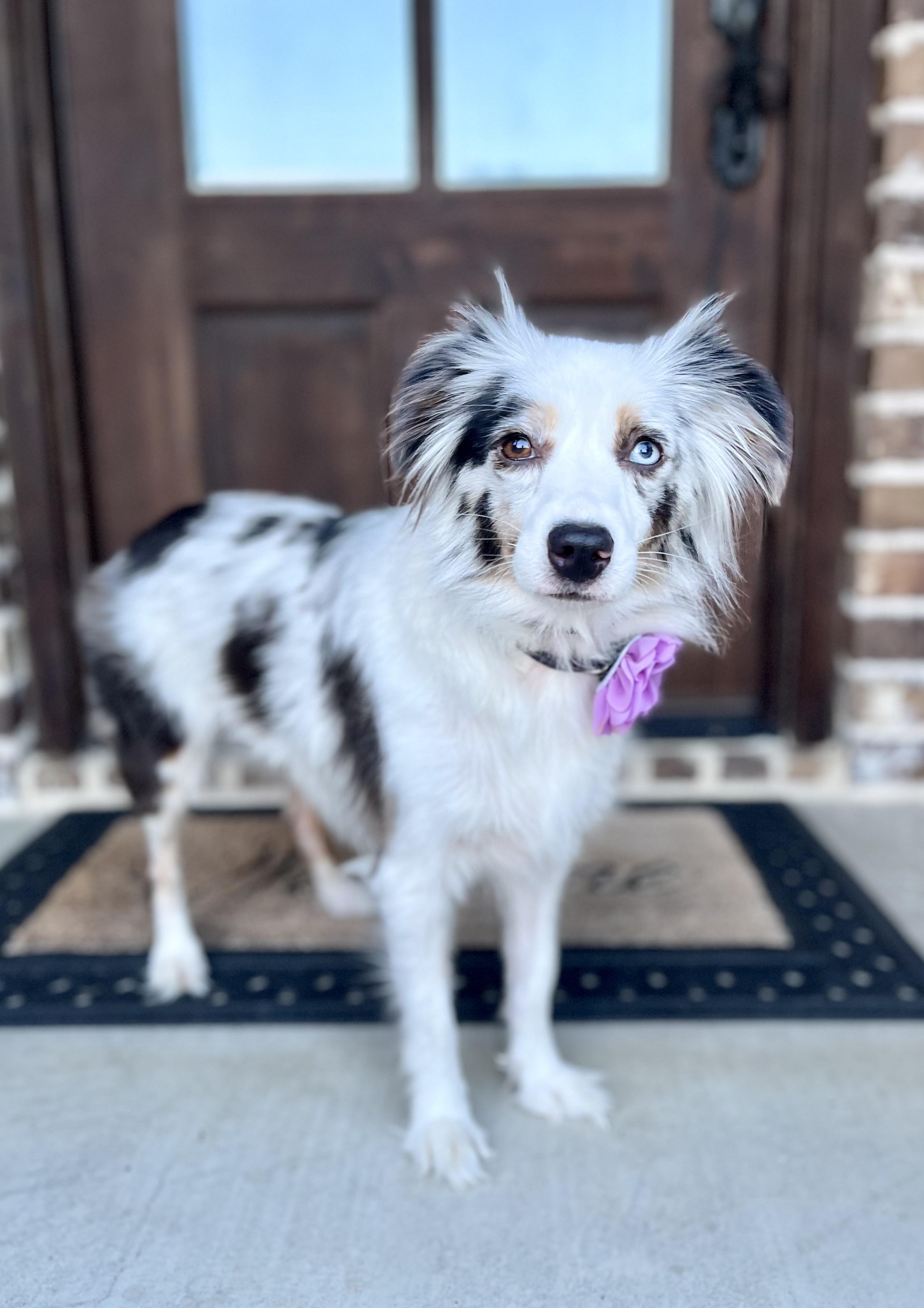 Enlarge Lyla, a Adopted mixed breed in Mendham, NJ image 6/6