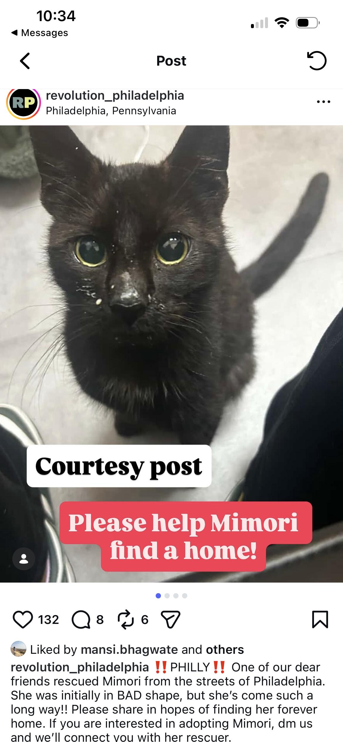 Enlarge MIMORI, a ADOPTABLE Domestic Short Hair in Media, PA image 5/5